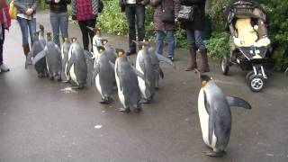 Penguin Walk  Zoo Basel HD [upl. by Meli]