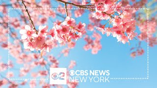 Cherry Blossoms on full display at Brooklyn Botanic Garden [upl. by Harriman]