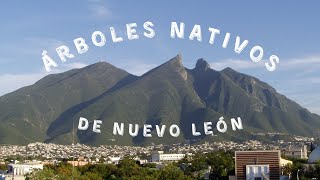 6 Árboles Nativos de NUEVO LEÓN [upl. by Guimond]