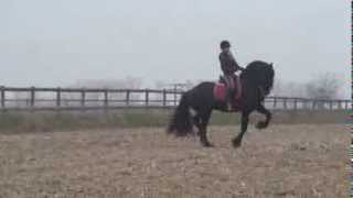 Hille FT Friesian Sport Horse Z Dressage Level [upl. by Nyliac]