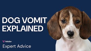 Why Is My Dog Throwing Up White Yellow Vomiting Explained [upl. by Lambert]