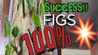 100 Successful Method Of Propagating Fig Cuttings Taken In The Fall [upl. by Bouzoun]