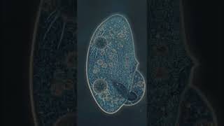 Beautiful cell death cancer immunity microscope bacteria interesting facts biology science [upl. by Dennison]