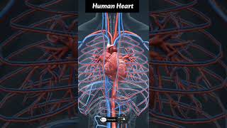 Human heart anatomy  Heart 3D animation heart 3danimation shorts [upl. by Ahsinwad768]