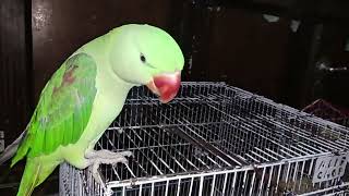 Funny Parrot Moments  Mithus Sassy Comebacks SassyParrot MithuParrot FunnyParrot TalkingParrot [upl. by Primalia]