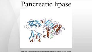 Pancreatic lipase [upl. by Karilla]