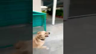 The Happiness 😁pets funnyanimals viralvideo viralreels viralshorts extraordinarylove love [upl. by Stauffer372]