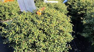 Ilex crenata Beehive Japanese Holly [upl. by Tsirc]