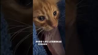 Las Lagrimas de Este Gato Rompen Corazones 😿❤️ [upl. by Eiramlirpa]