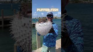 facts about puffer fishshortstrendingfish [upl. by Lil966]