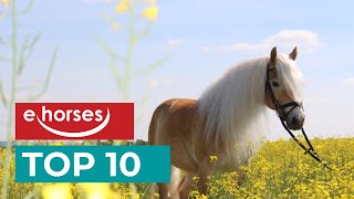 Top 10 Haflinger Horses [upl. by Careaga778]