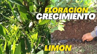 Abono Orgánico para la Floración y Crecimiento de Limón  Cítricos [upl. by Antonio]