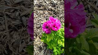 Bombus impatiens queen buzzing rose [upl. by Leontina]