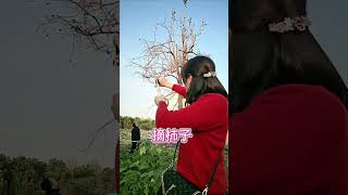 Picking persimmons the persimmons are red the persimmons are as desired rural life [upl. by Donela87]