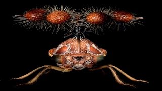 The Brazilian treehopper is the creepiest raddest insect you will ever see [upl. by Nahtiek]