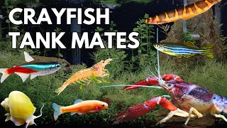 10 BEST Crayfish Tank Mates  Crayfish Compatible Fish [upl. by Willms]