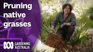 How to prune native grasses and clumping plants  Australian native plants  Gardening Australia [upl. by Annnora157]