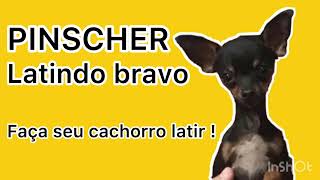 CACHORRO LATINDO BRAVO PINSCHER É CÃO DE GUARDA OU PINSCHER ACUADO BARKING DOG SECURITY DOG [upl. by Wildee]