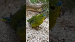 Orangebellied Parrot  Neophema chrysogaster [upl. by Ced]