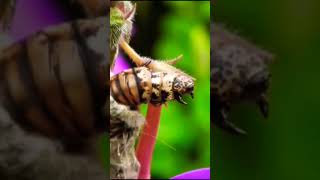 Wild Life DOCUMENTARY Metamorphosis [upl. by Goldsworthy]