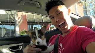 BRINGING HOME A CORGI PUPPY  Life After College Ep 321 [upl. by Keemahs]