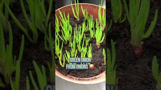 Growing Onions Without Soil Good Tips Worth Learning [upl. by Yerac]