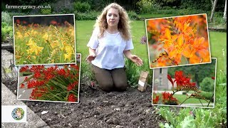 How to plant Crocosmia corms Montbretia  FarmerGracycouk [upl. by Ahsuoj]