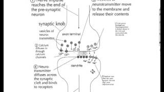 Synaptic Transmission [upl. by Nolyaw]