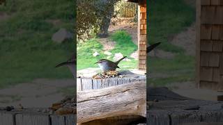 Bewicks Wren🐦Plump Wren Buffet bewickswren [upl. by Maril690]