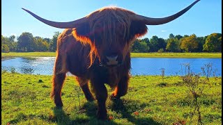 Brompton Lakes Ellerton Lake Highland Cattle Fest [upl. by Conney226]