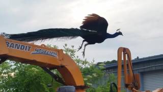 Peafowl peacocks must see before owning one facts [upl. by Tedman]