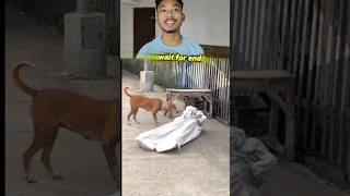 Dog Reaction🦮 publicreaction pkbishalroy trending 🤣 [upl. by Waneta]