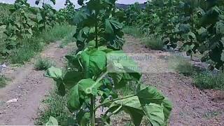 Paulownia growth video in the 1st year Kiri tree Empress tree Cathaia [upl. by Leorsiy]