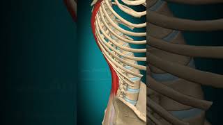 Lliocostalis lumborum muscle action Vertebral column Lateral flexion muscle anatomy [upl. by Oiramad143]