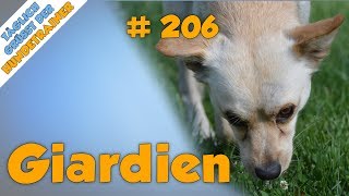 Giardien beim Hund Stinkender Durchfall♨️ Symptome Auswirkungen und Behandlung  TGH 206 [upl. by Ardnuaet]