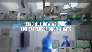 Were all in for them  How We Care for Battersea Dogs and Cats [upl. by Huntley601]