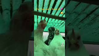 Legendary Pets silkies animals shorts music viralshorts tiktok roosters pets [upl. by Panthea789]