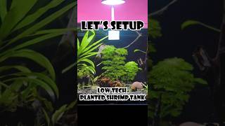 Planted Shrimp Tank Setup  Am Aquarist amaquarist shorts youtubeshorts ytshorts trending [upl. by Chambers578]