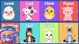 Name Of Farm Animals And Their Babies Song  Brainy Bunch TV566 [upl. by Nnairret]