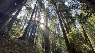 Exploring Muir Woods  Red Woods in California USA [upl. by Clare]