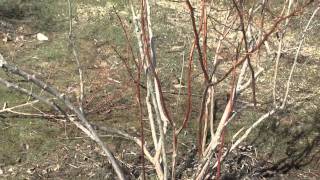 How to Prune a Blueberry Bush [upl. by Relyuc]