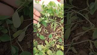 Leggy seedlings problem after seeds germination and its solutionorganicgardeningshortsfeed [upl. by Chapman932]