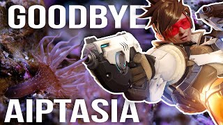 Lets kill Aiptasia in Beckas Reef Tank [upl. by Varhol994]