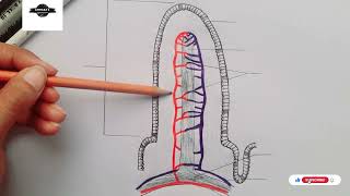 Structure of Villus  Diagram of villus  Small intestine villi [upl. by Anees]