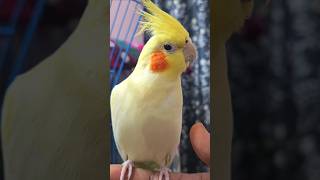 Cute Cockatiel Couples trending viralshorts gullugulli youtubeshorts parrot music youtube yt [upl. by Lledraw]