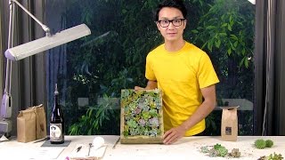 How To Make A Living Picture Frame With Succulents [upl. by Brunk]