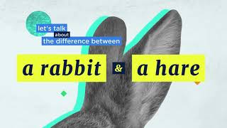 Demystified The Difference Between a Rabbit and a Hare  Encyclopaedia Britannica [upl. by Bowie536]