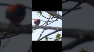 Scarlet Tanager Seen During Migration Through Southern Ontario Canadian Songbirds Spring Shorts [upl. by Buhler]