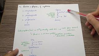 Lippin Chp 20  Biosynthesis of Non Essential Amino Acids [upl. by Norrek]