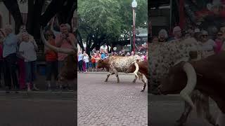 Fort Worth Cattle Drive at the Fort Worth Stockyards District [upl. by Neehsas]